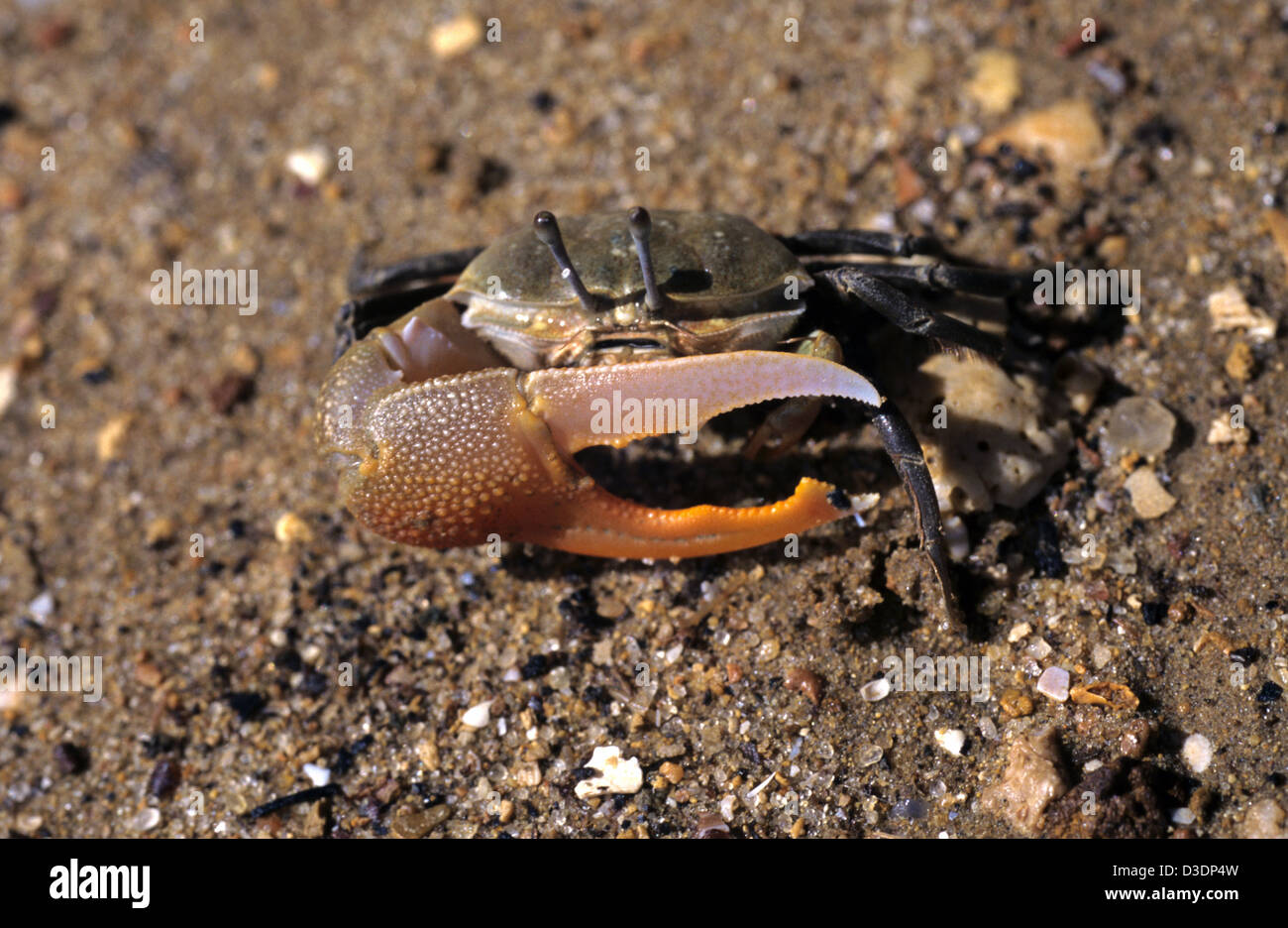 Vocans hires stock photography and images Alamy