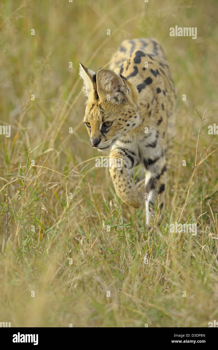 Stalking serval cat in Masai Mara Stock Photo - Alamy