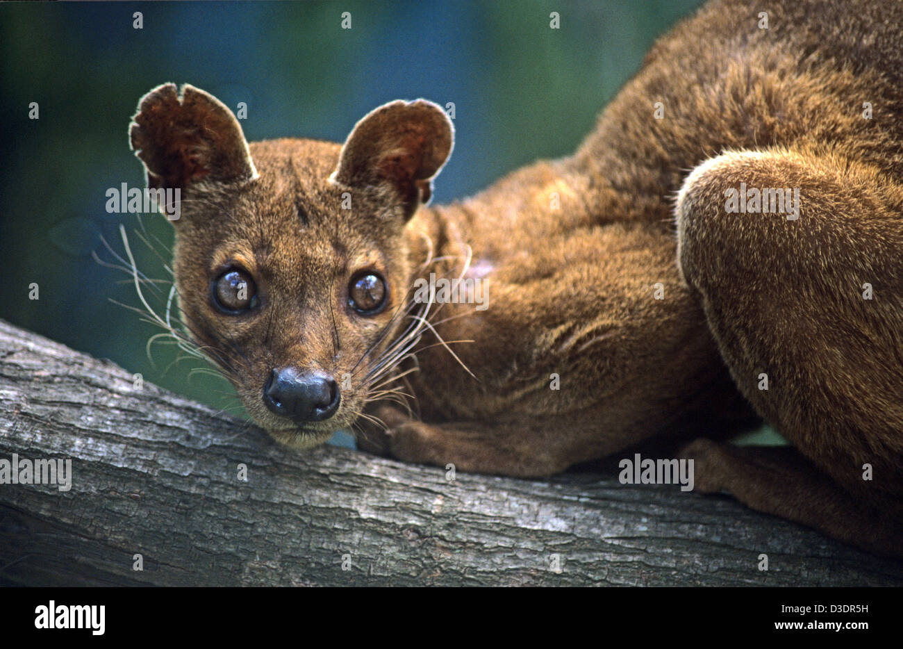 Portrait of a Fossa Cryptoprocta ferox Perched on Tree Branch. Fossas ...