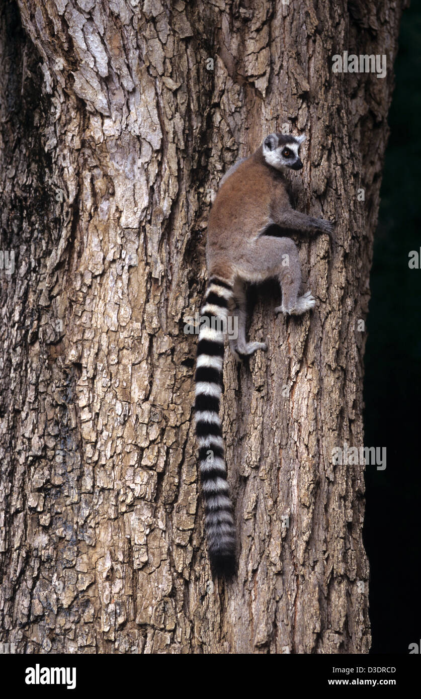 RingTailed Lemur Lemur catta or Maki catta Climbing a Tamarind Tree