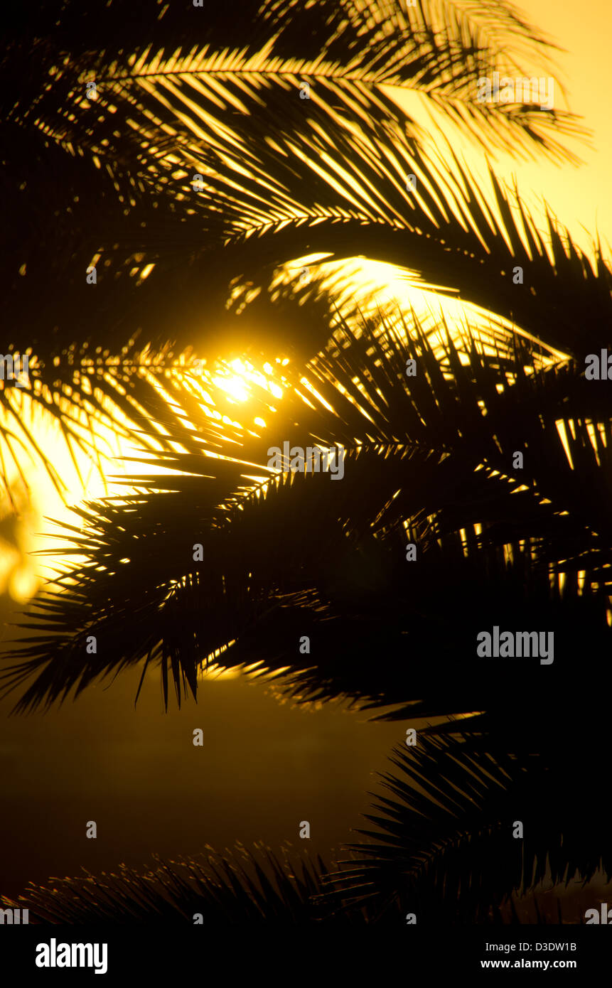 Silhouette of palm tree leaves against yellow setting sun Stock Photo