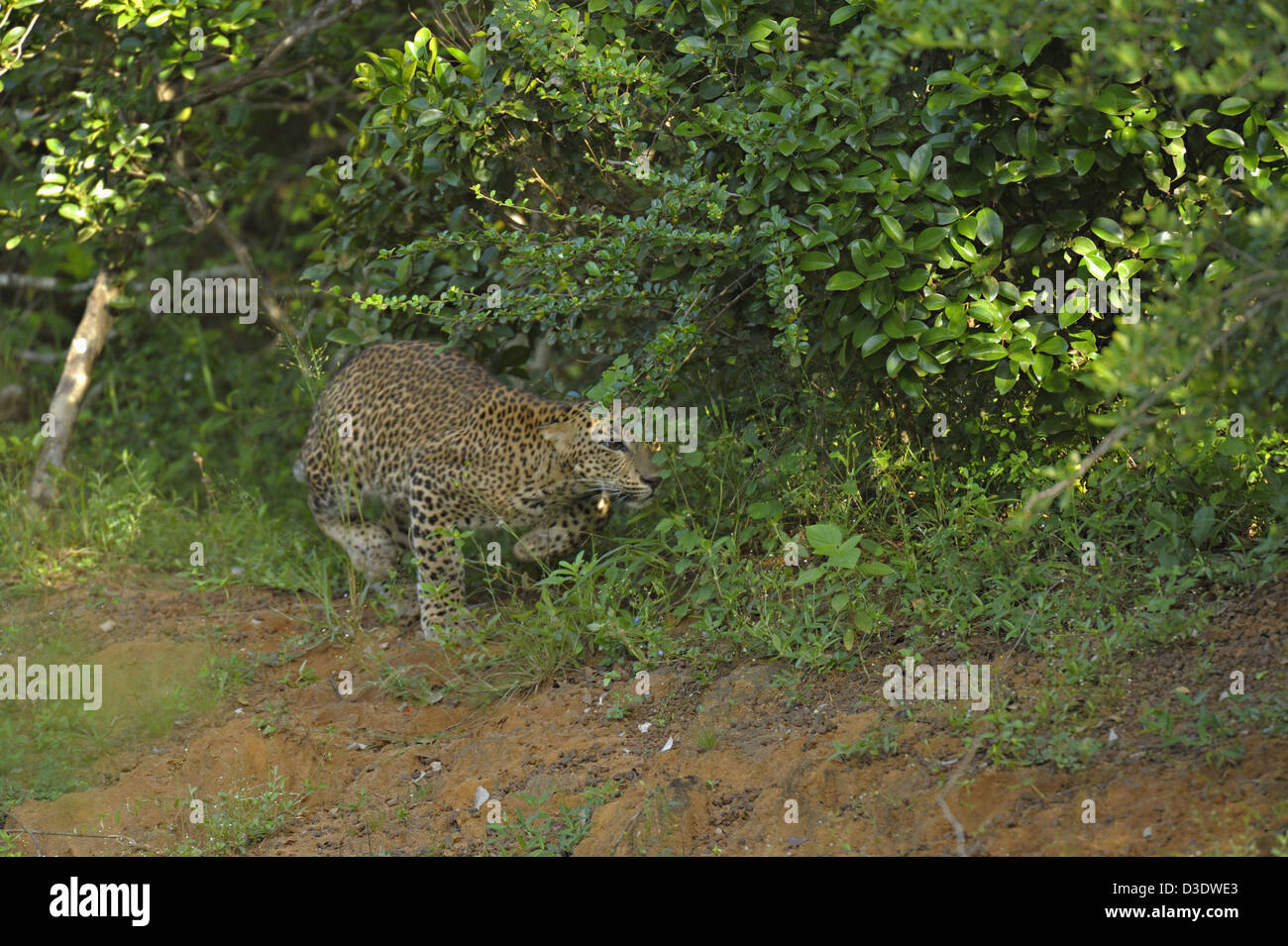 Charging leopard hi-res stock photography and images - Alamy