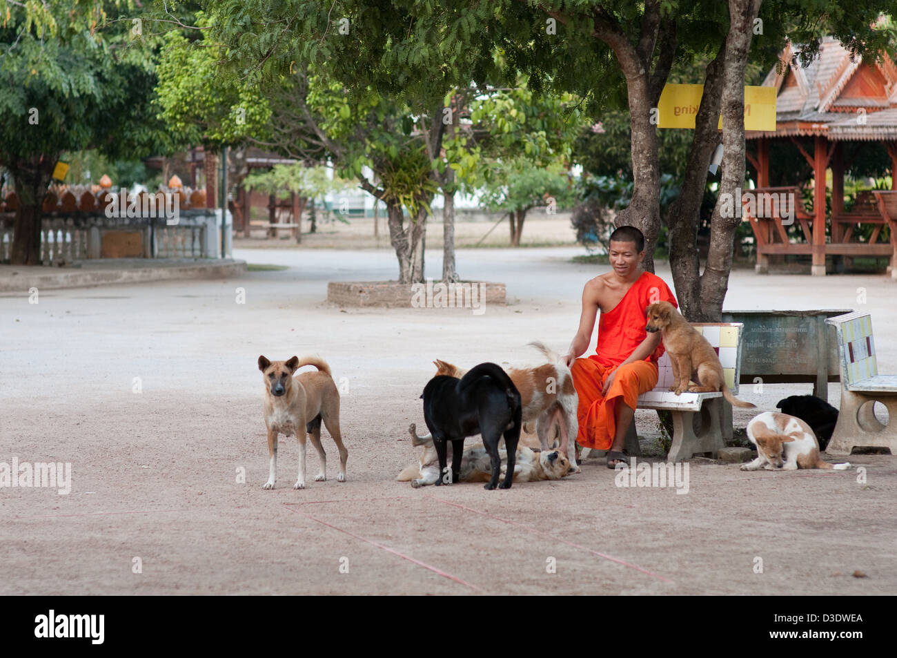 Fang, Thailand, young monk sitting under a tree with temple dogs Stock ...