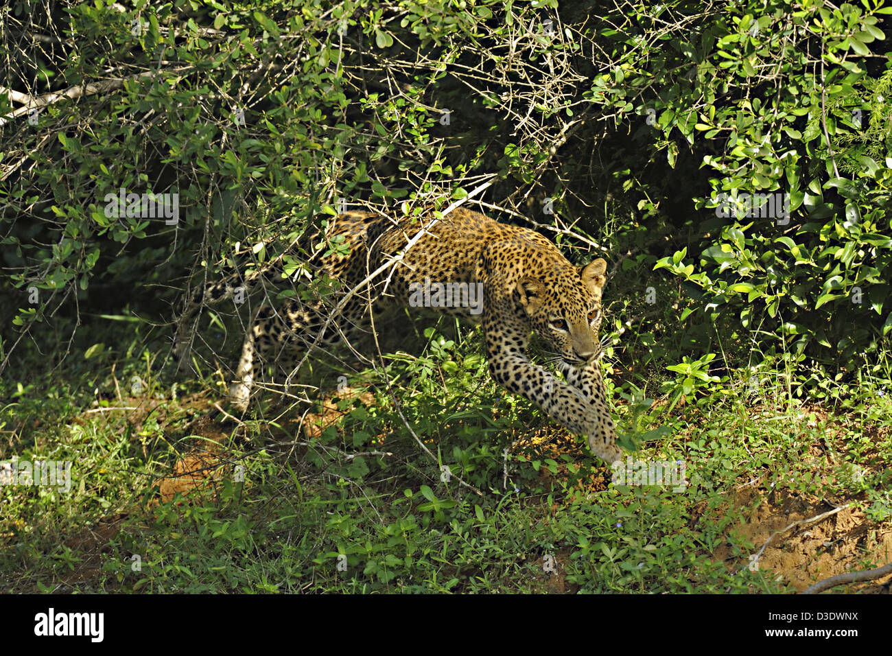 Charging Leopard in Yala national park, Sri Lanka Stock Photo