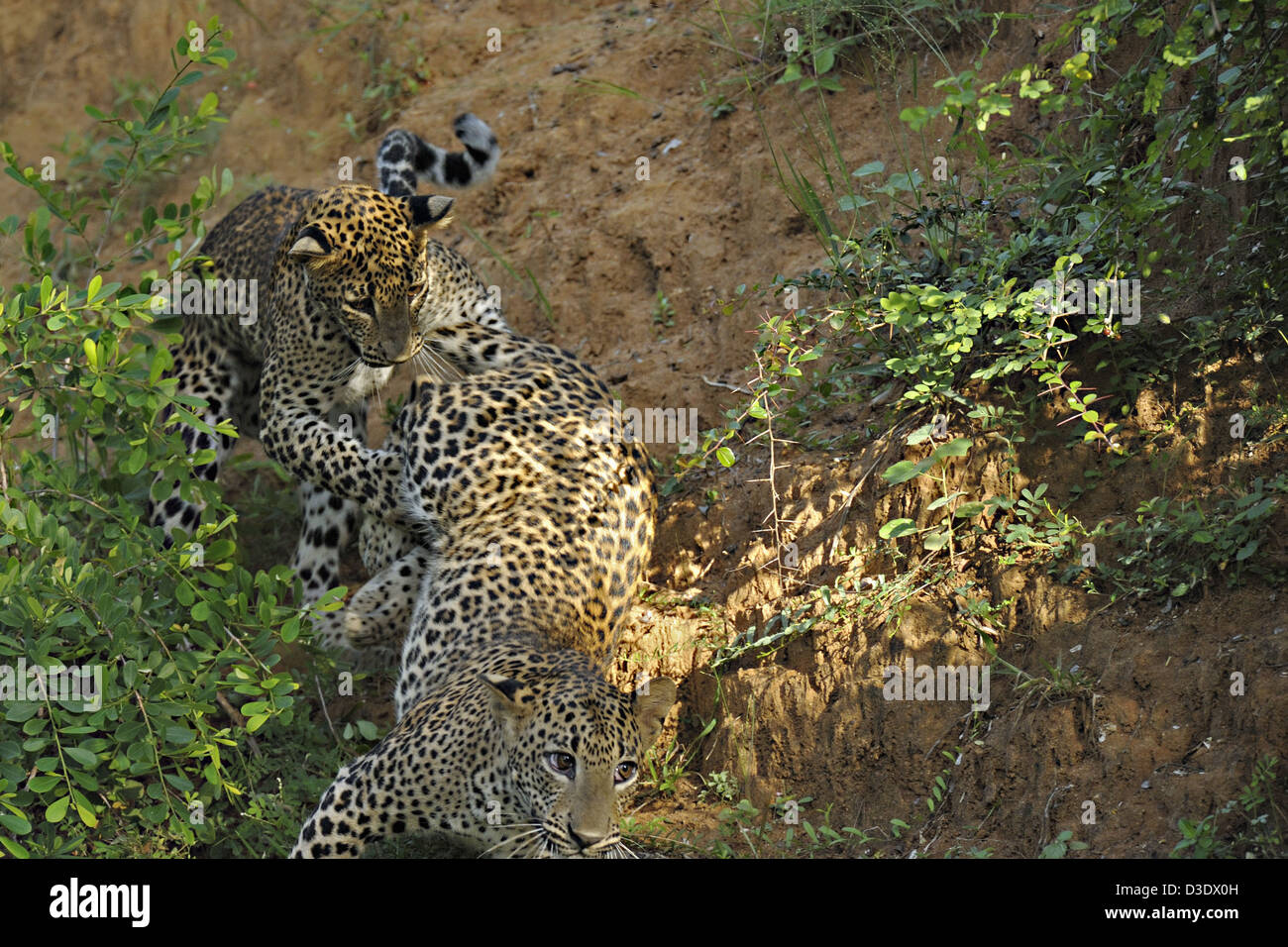 Two Leopards play fighting in Yala national park, Sri Lanka Stock Photo