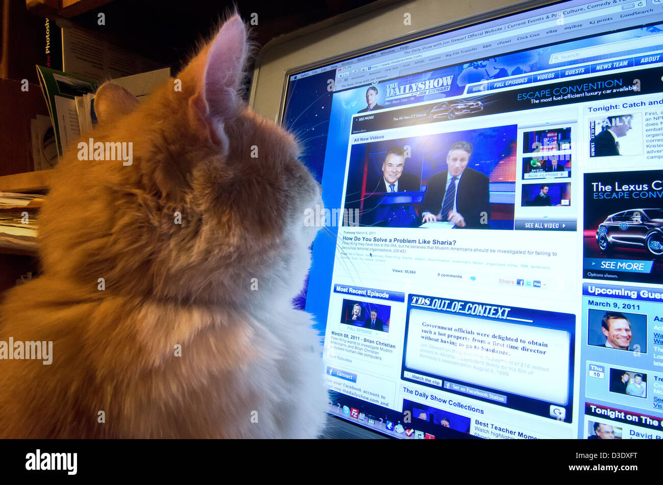 Cat watching The Daily Show show on a computer. Stock Photo