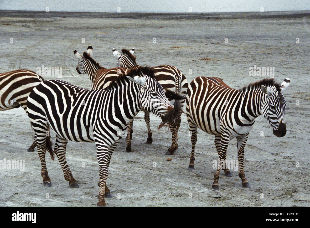 SMall herd of zebra at Ngorongoro crater in Tanzania Stock Photo - Alamy