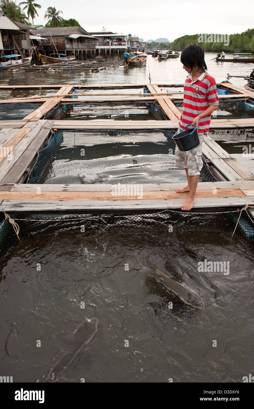 Krabi, Thailand, a fish farm in the Krabi River, fishing catfish feed