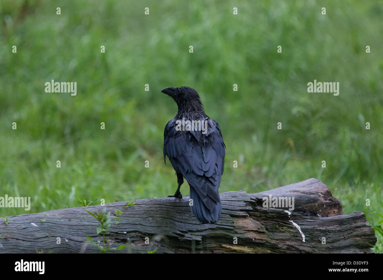 A raven sits on a log Stock Photo