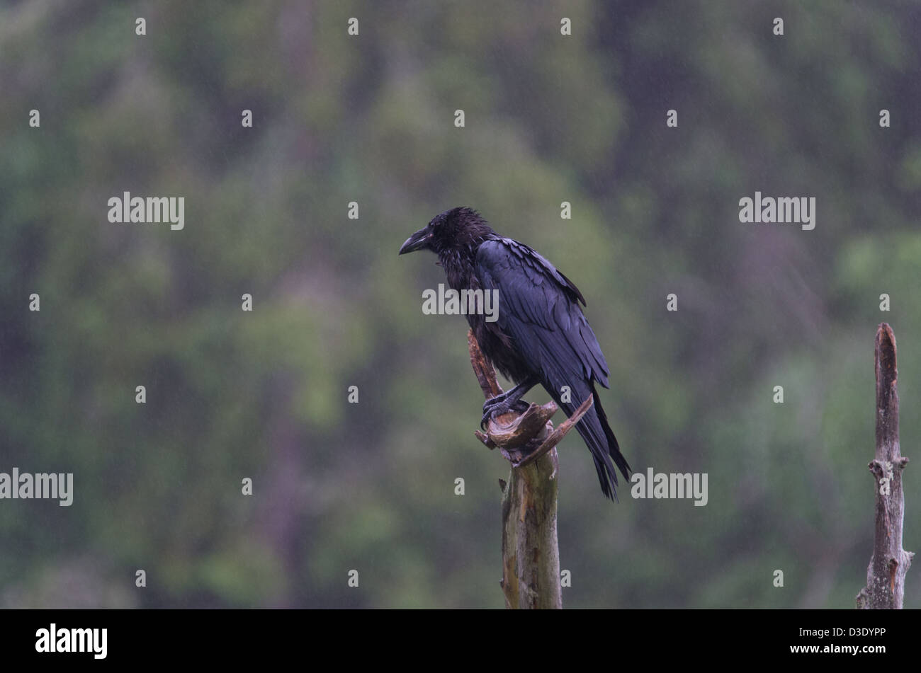 A raven sitting at the top of a dead standing tree Stock Photo