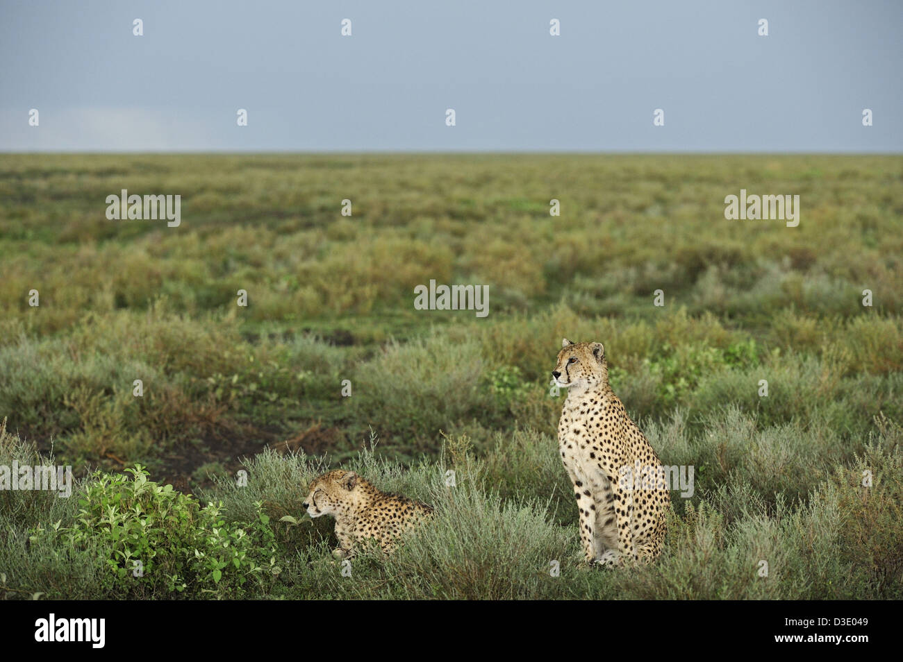 Two Cheetahs In Their Grassland Habitat In Ndutu Stock Photo Alamy Two Cheetahs In Their Grassland Habitat In Ndutu Stock Photo Alamy