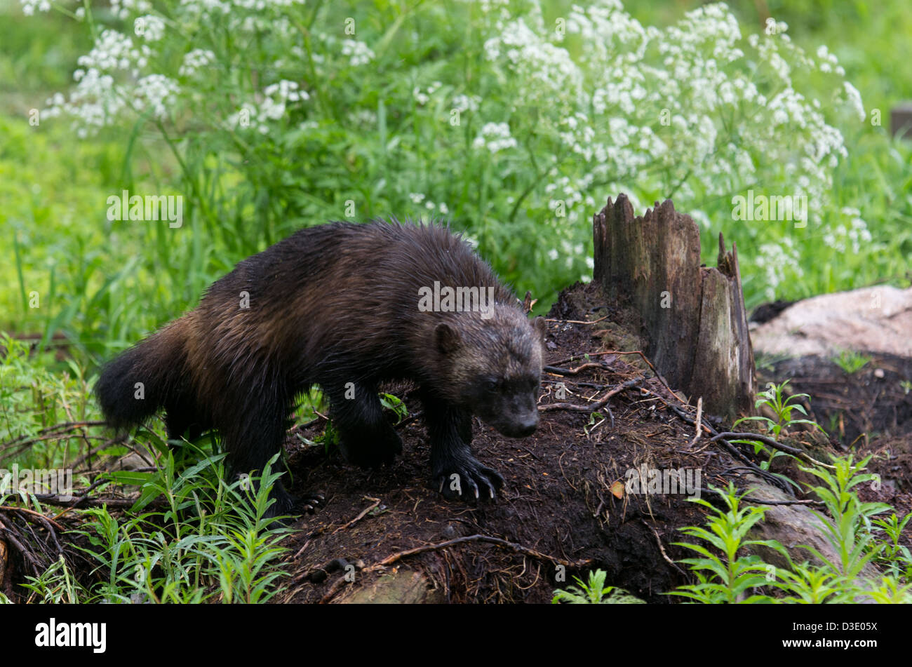 Wolverine in the wilderness Stock Photo