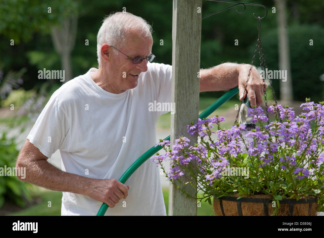 Senior man watering scaevola flowers in lamp post flower basket Stock Photo