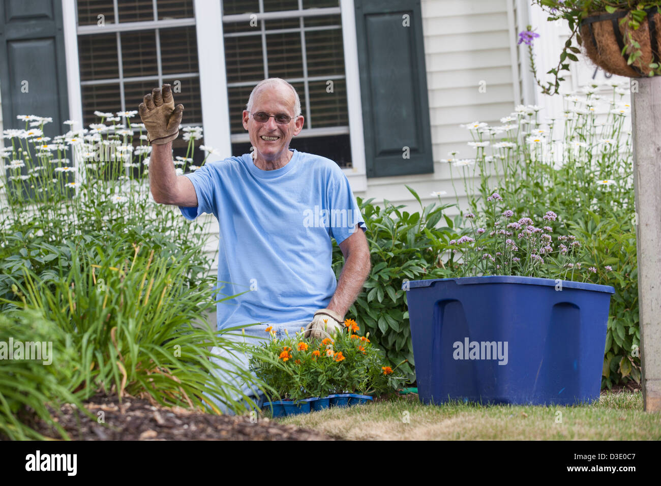 Senior man preparing to plant daisy flowers in his garden Stock Photo Alamy