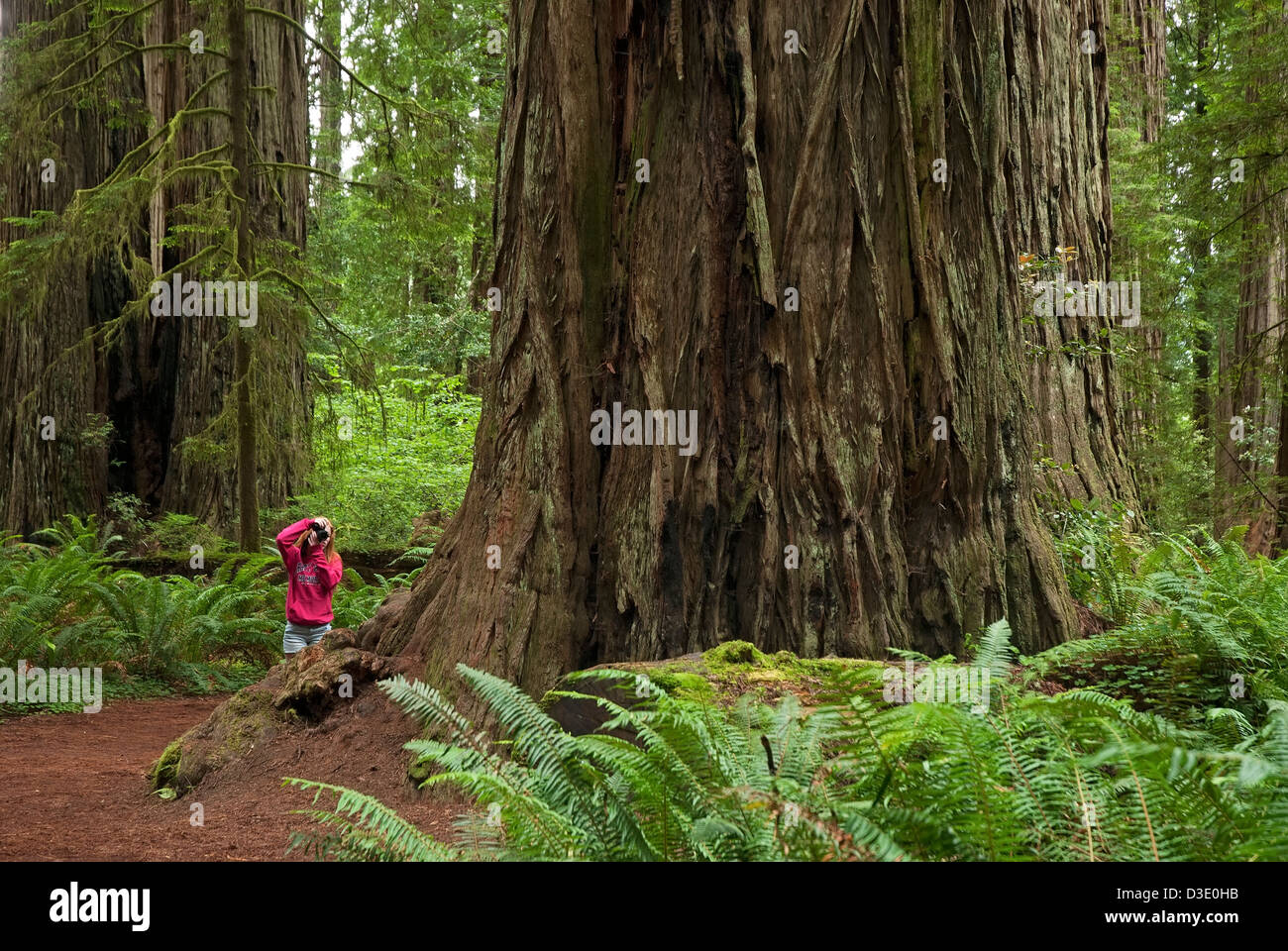 Photographer at  the Jedediah Smith Redwood State Park, California Stock Photo