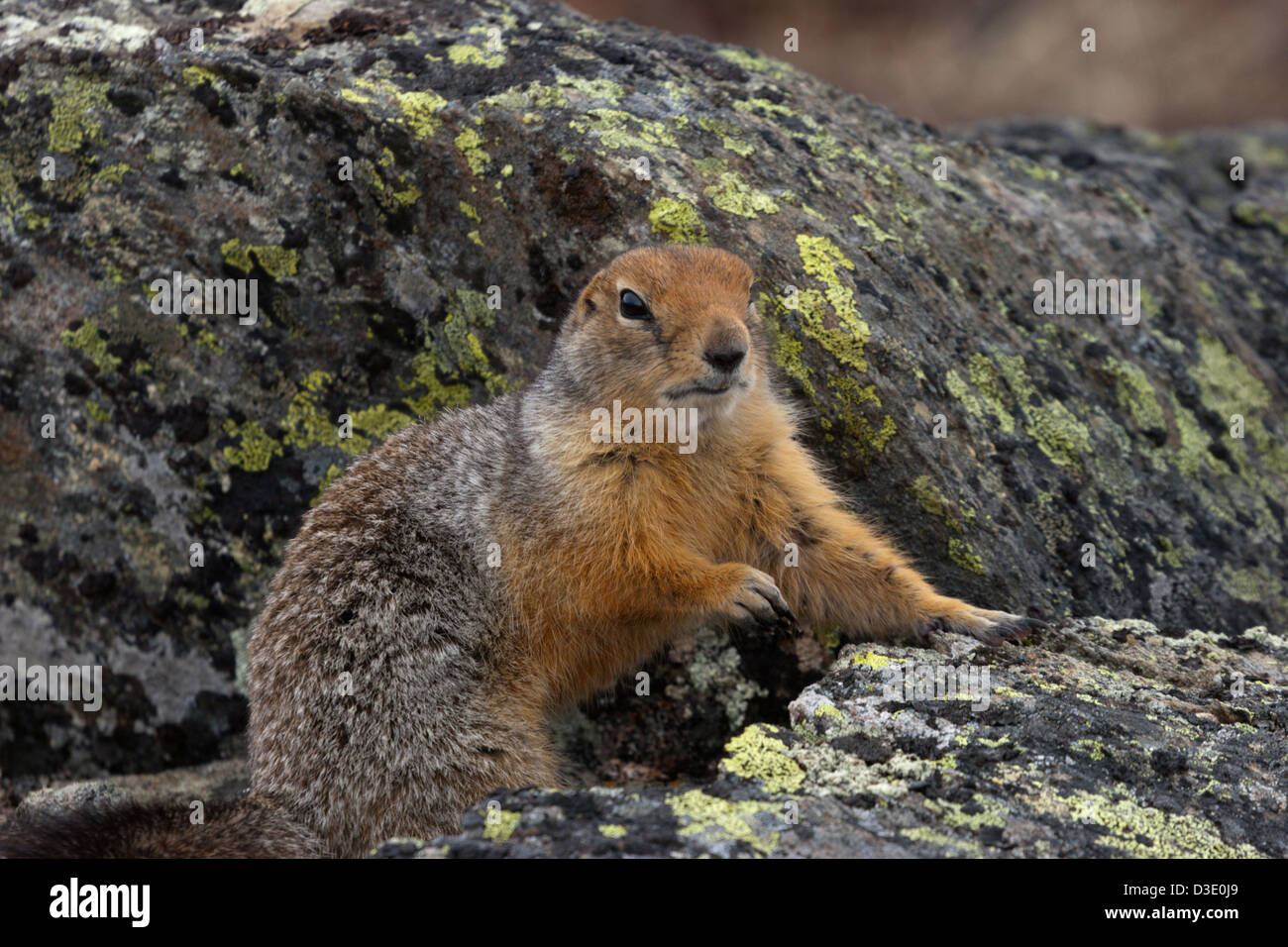 siksik arctic northern Canada tundra mammal ground squirrel Stock Photo