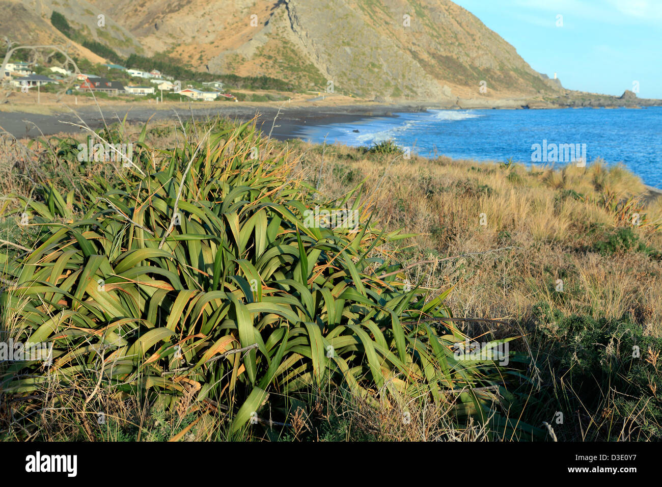 New Zealand flax bush at Palliser Bay in the south Wairarapa Stock Photo