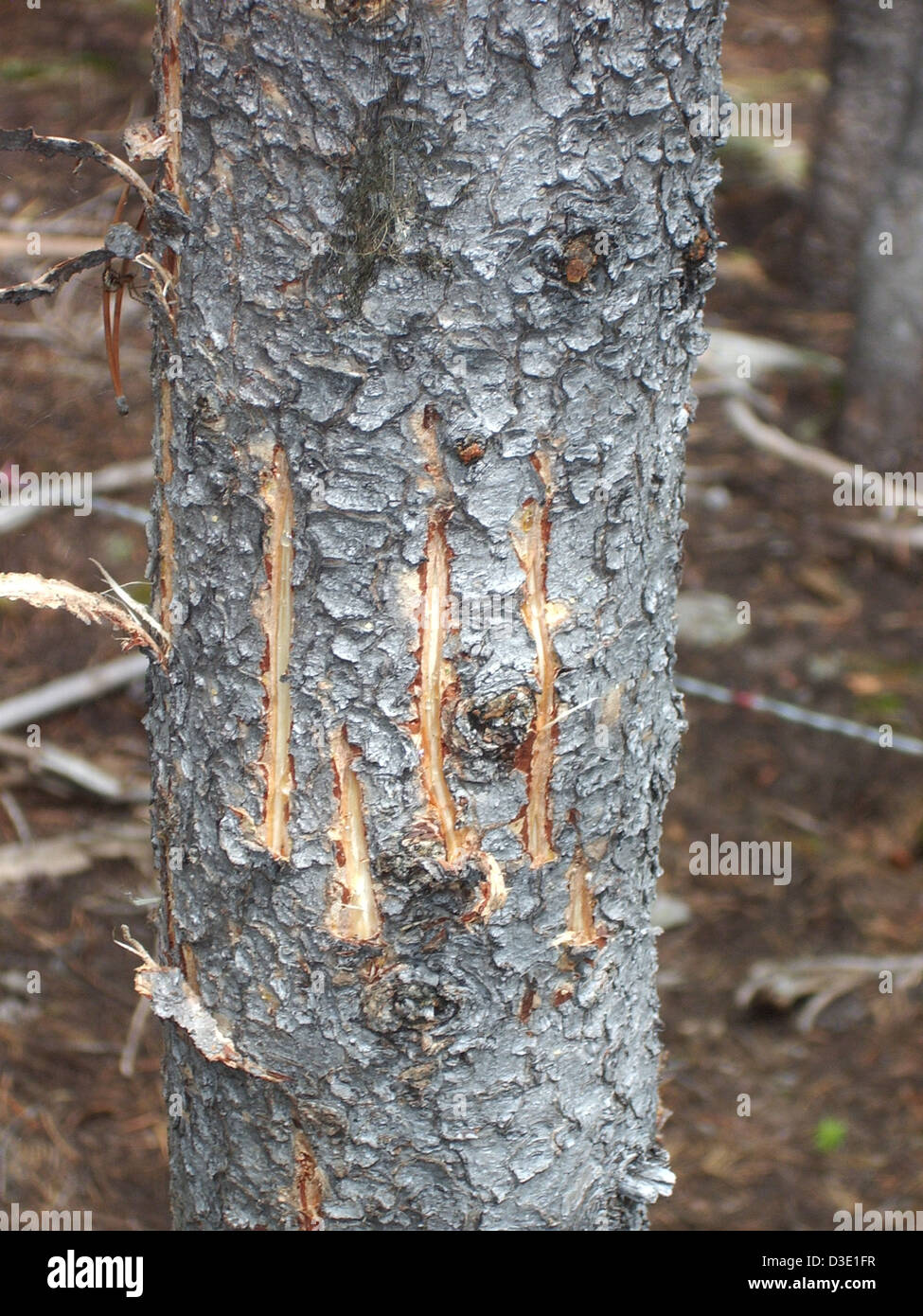Bear claw marks on tree hires stock photography and images Alamy