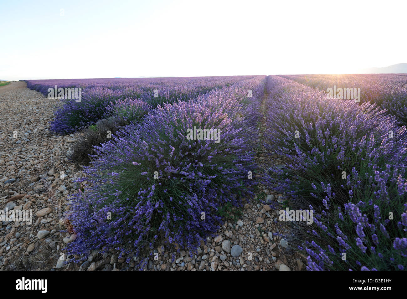 Lavender field in Plateau of Valensole at sunset, Provence, Alpes of Haute Provence, France Stock Photo