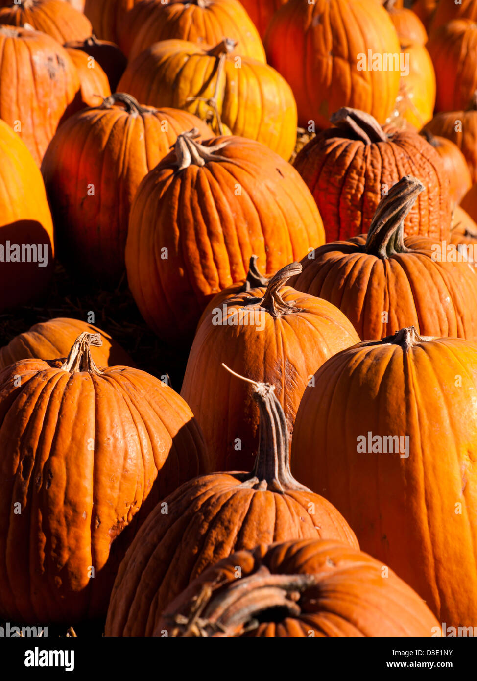 Pumpkins ready for harvesting on farm field in Autumn Stock Photo - Alamy