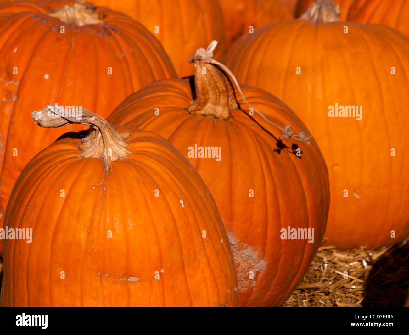 Pumpkins ready for harvesting on farm field in Autumn Stock Photo - Alamy