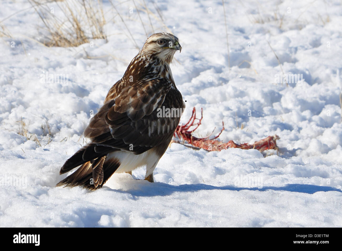 Ferruginous Hawk - arrives at part of a kill that was left behind on a winter day in Montana Stock Photo