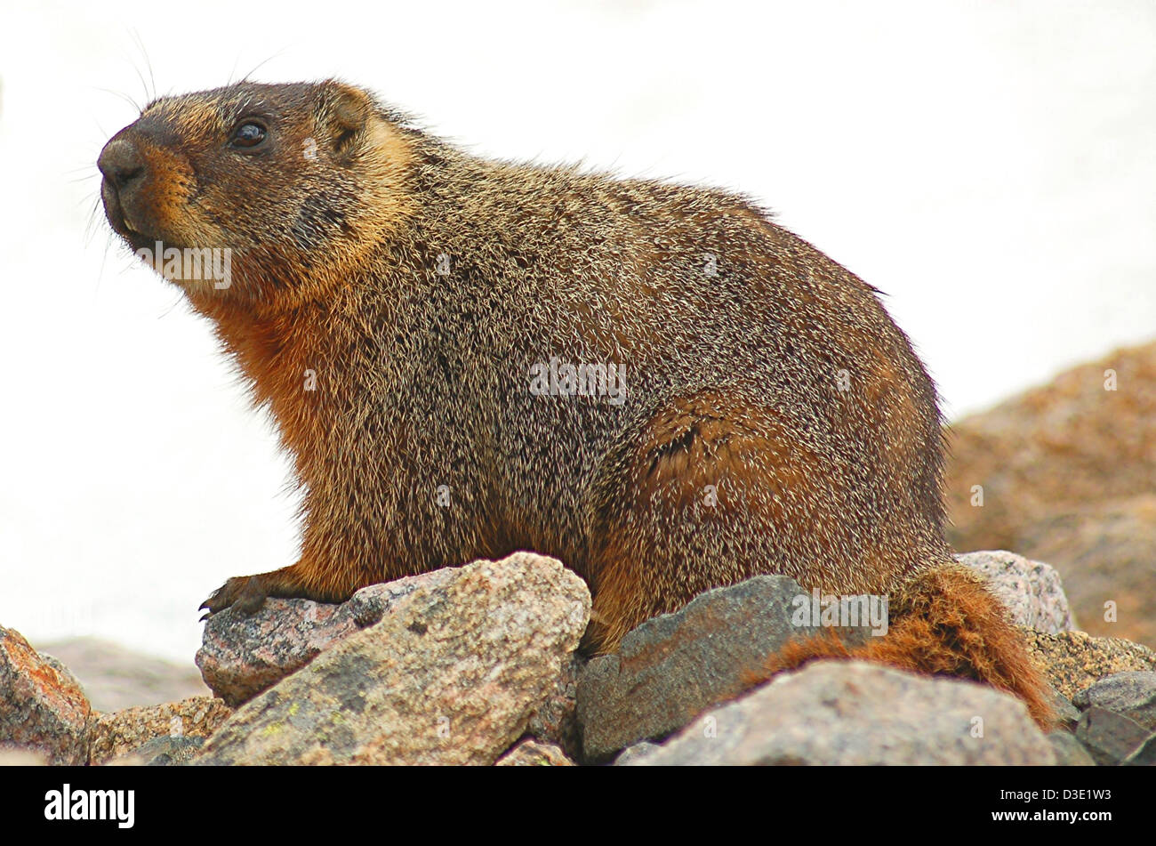 Yellow-Bellied Marmot, Marmota Flaviventris, looking curiously from a rock pile in the Beartooth Mountains of Montana. Stock Photo
