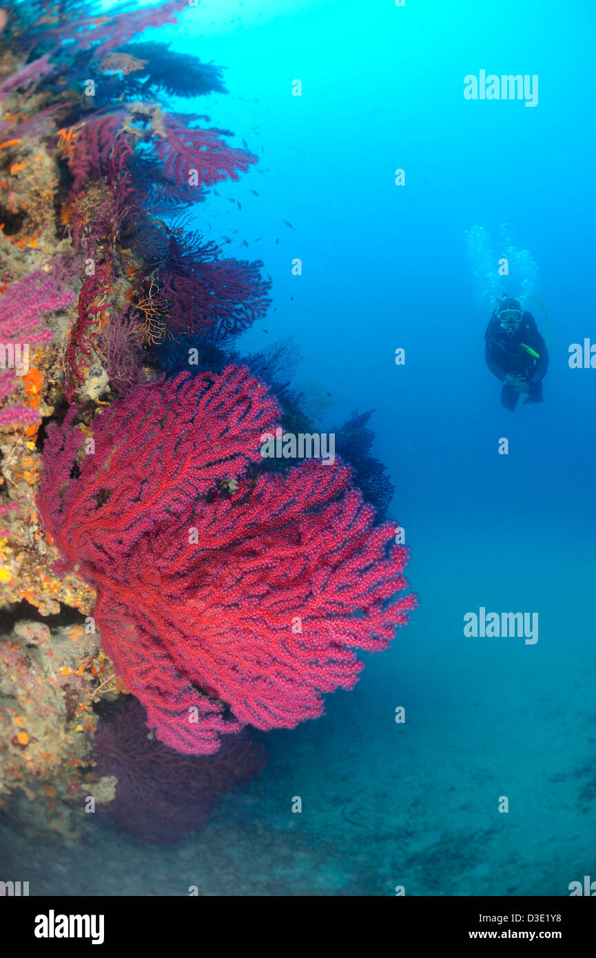 Diver next to a colony of Red gorgonians on a rock, Paramuricea clavata, in Alpes Maritimes, Mediterranean Sea, France Stock Photo