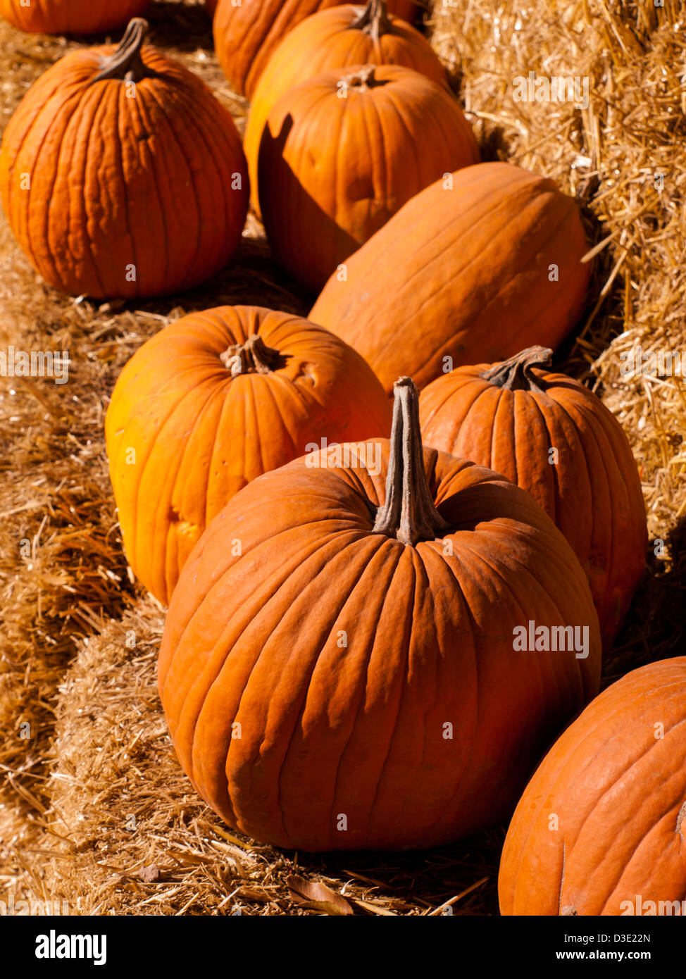 Pumpkins ready for harvesting on farm field in Autumn Stock Photo - Alamy