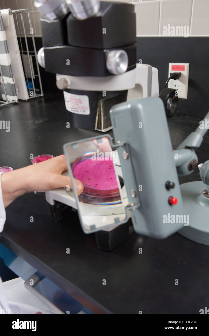 Laboratory scientist reviewing bacterial culture in water treatment lab
