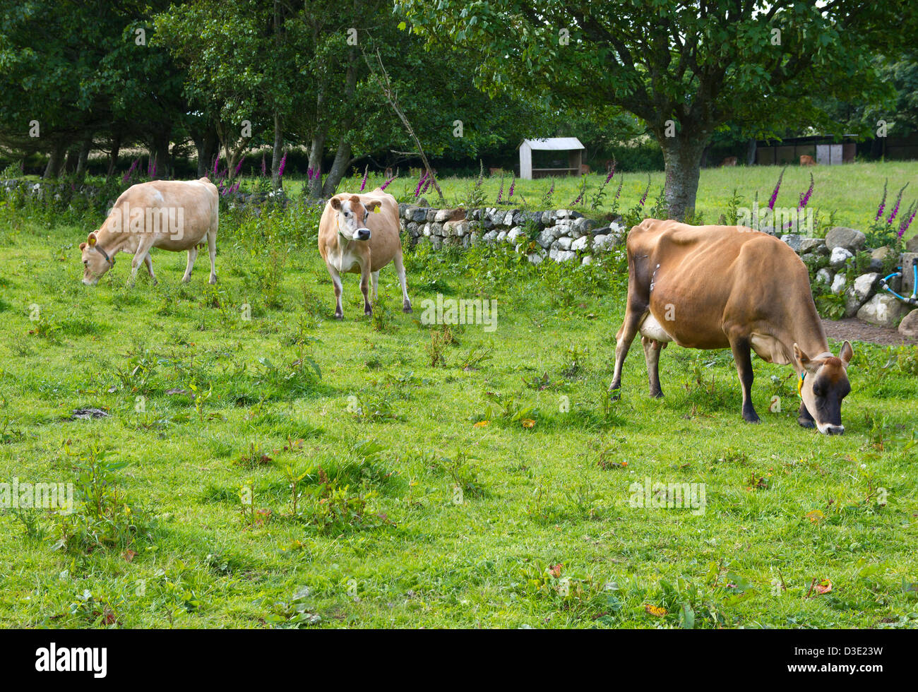 Jersey cows grazing Stock Photo