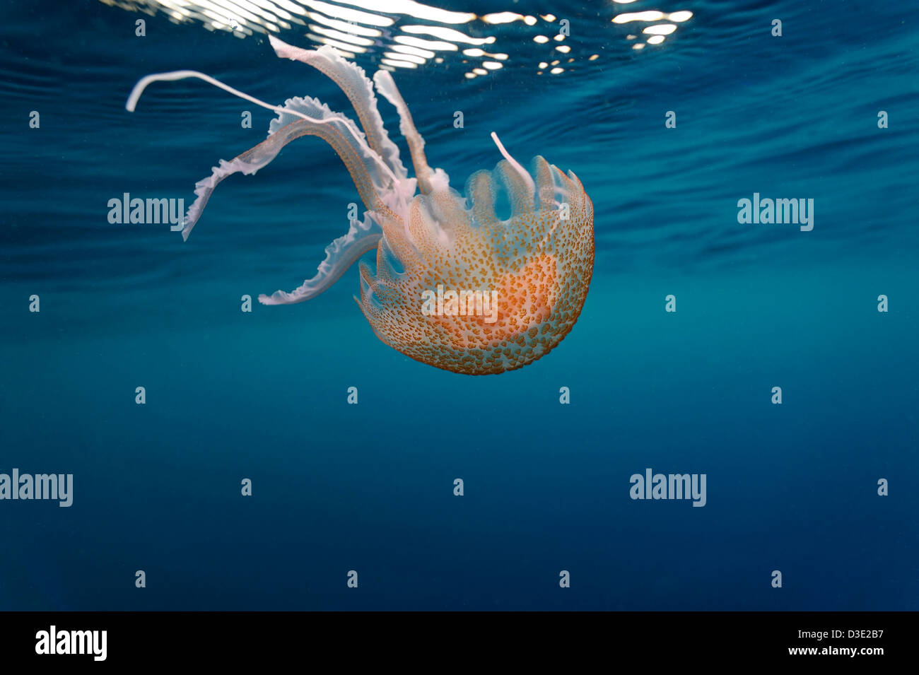 Mauve Stinger Jellyfish swimming in the blue, Pelagia noctiluca in Mediterranean Sea, France Stock Photo