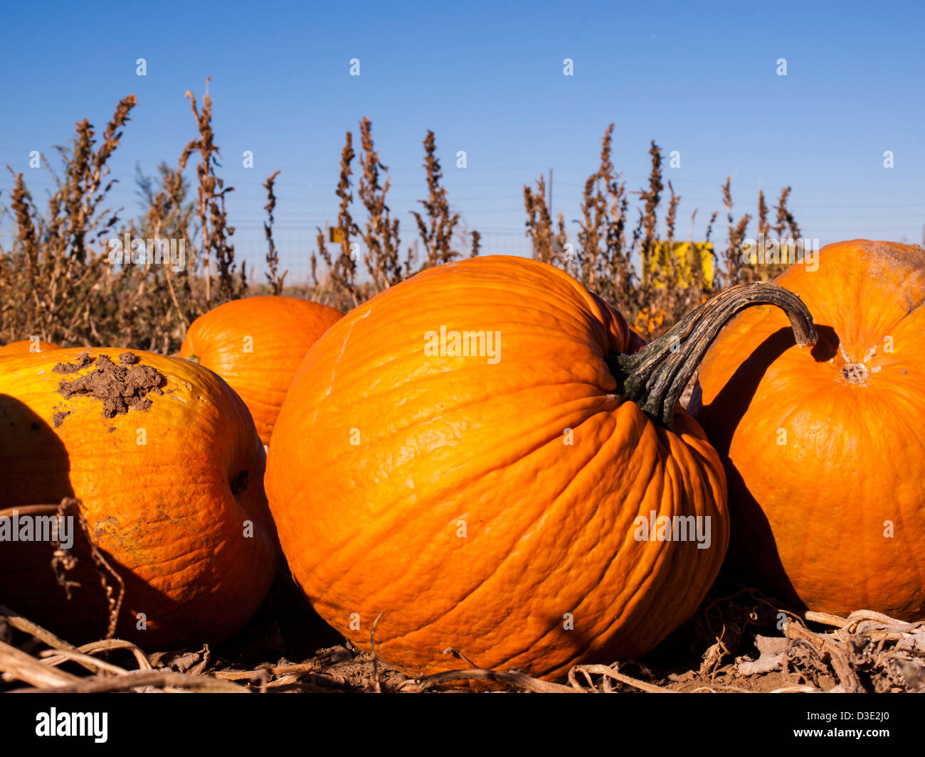 Pumpkins ready for harvesting on farm field in Autumn Stock Photo - Alamy