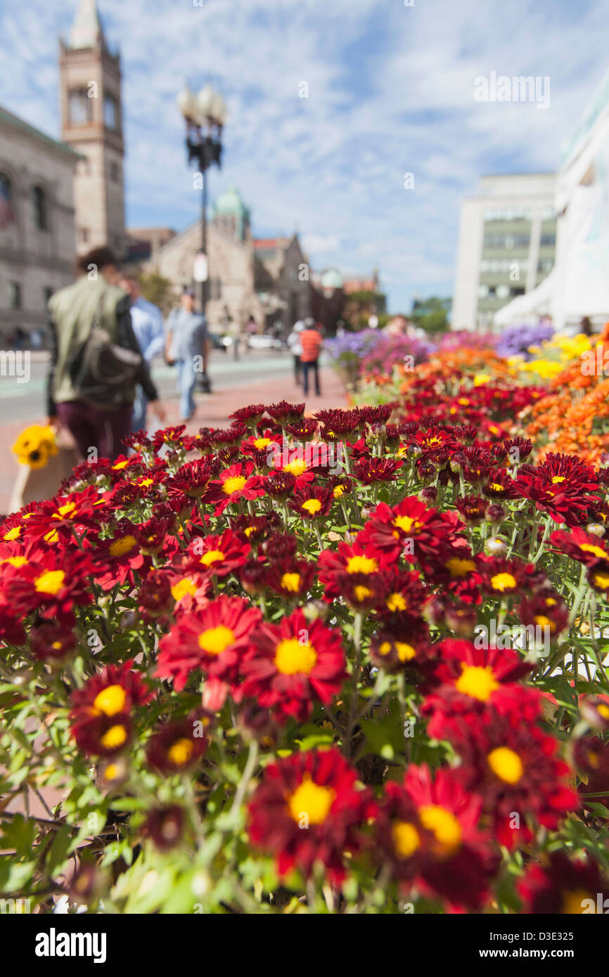 Daisies for sale in outdoor market, Copley Square, Dartmouth Street