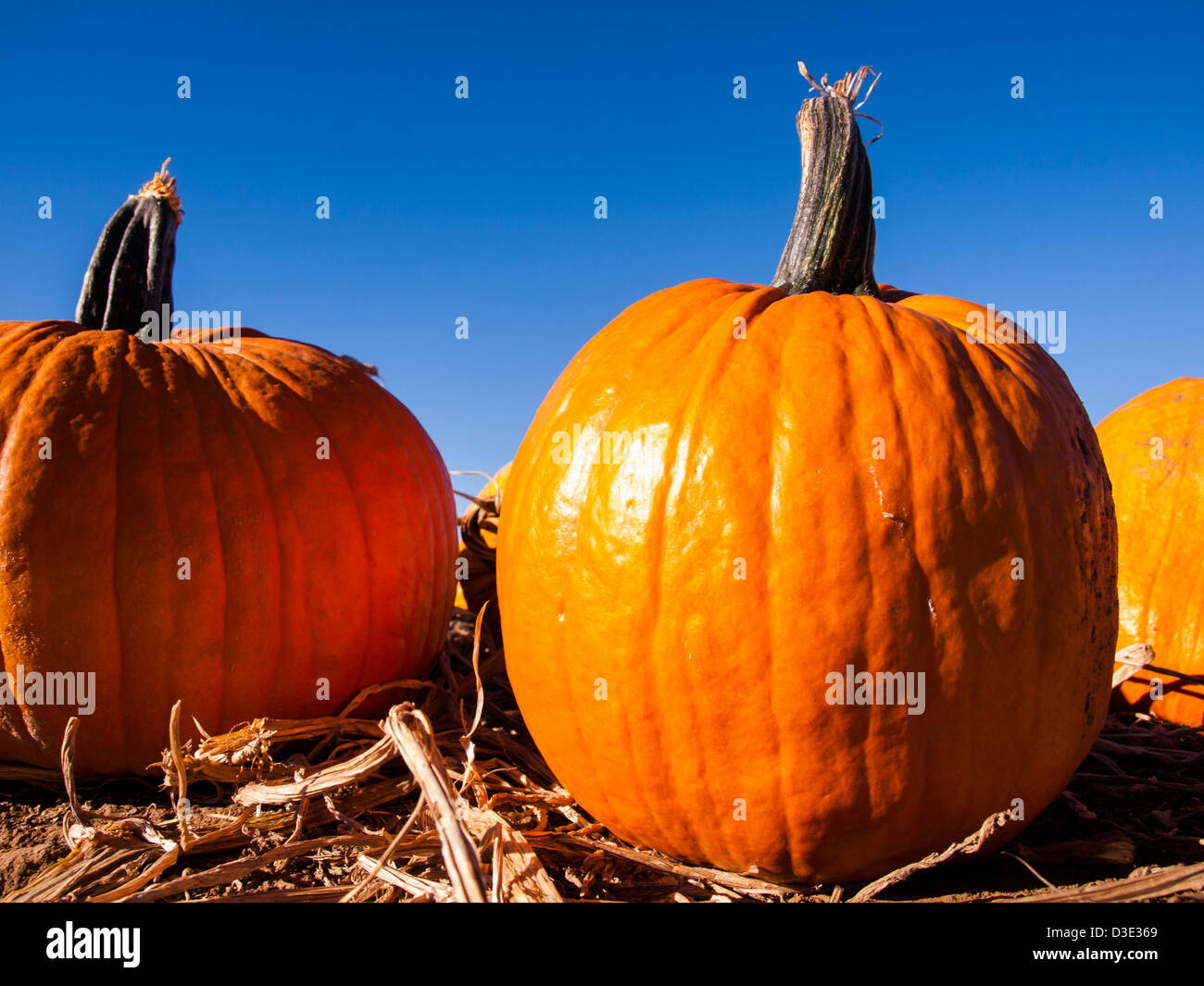 Pumpkins ready for harvesting on farm field in Autumn Stock Photo - Alamy