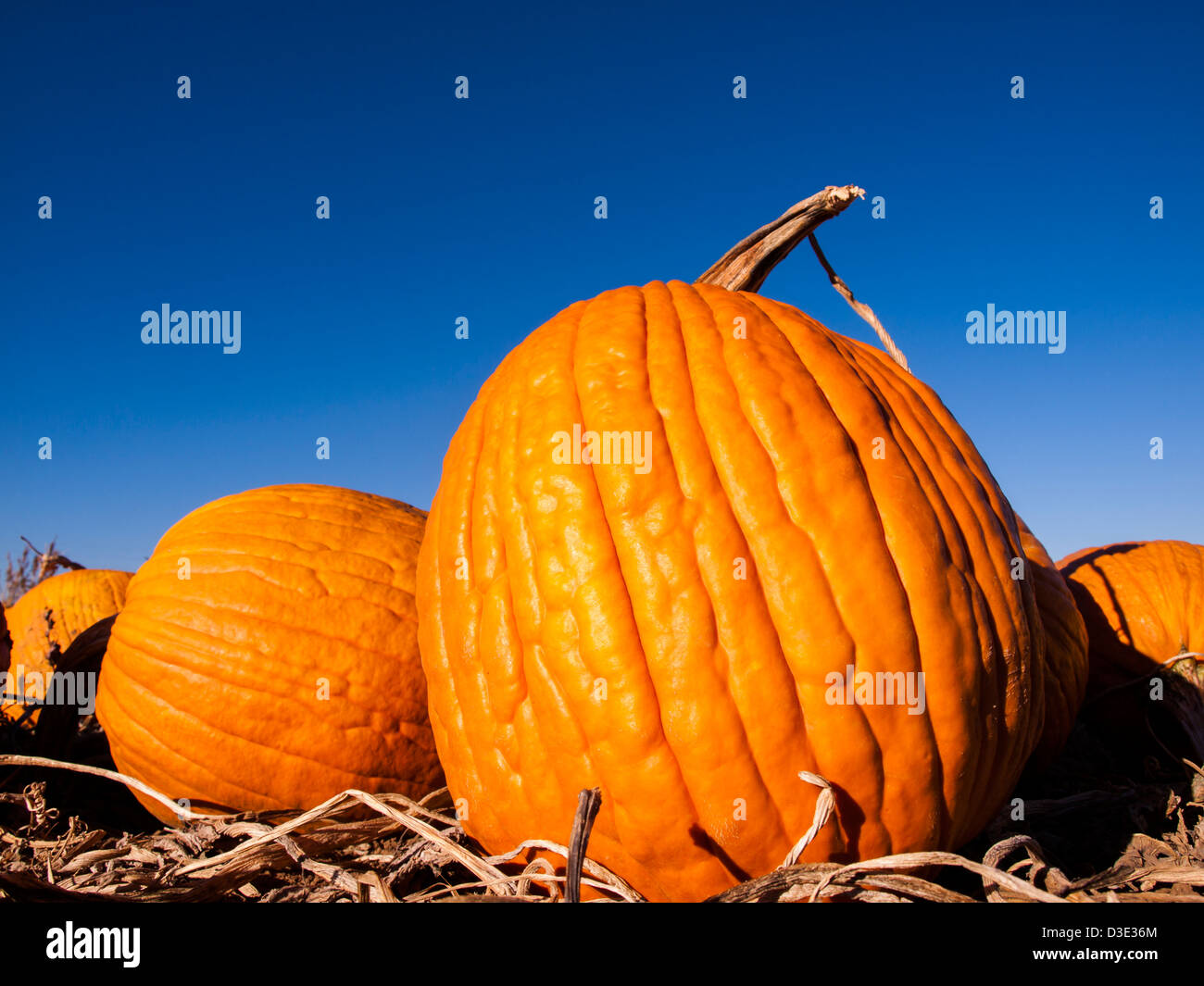 Pumpkins ready for harvesting on farm field in Autumn Stock Photo - Alamy
