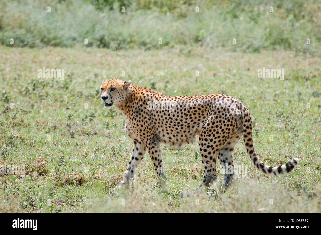 A lone Cheetah on the plains of the Serengeti, Africa Stock Photo