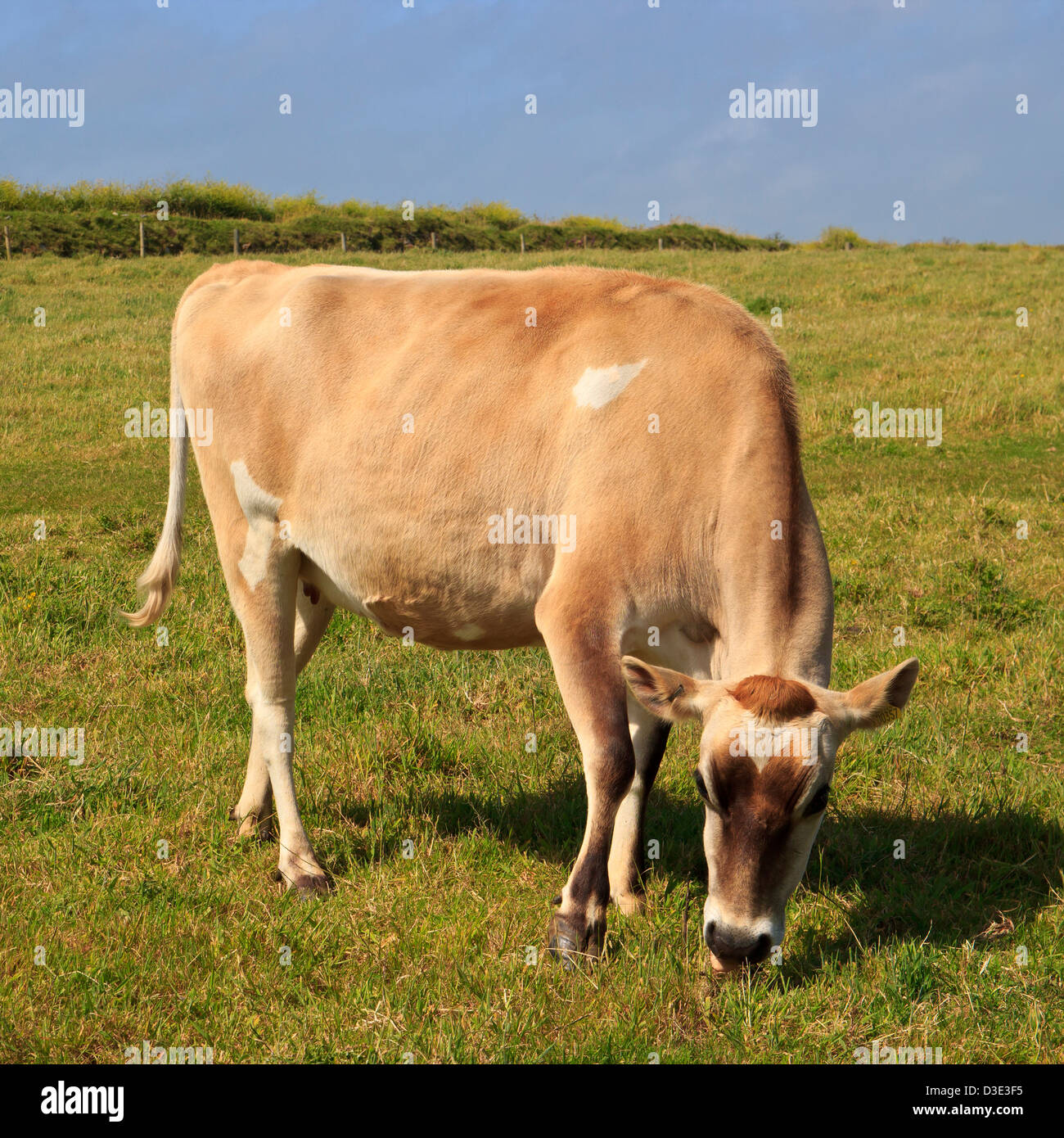 Jersey cow hi-res stock photography and images - Alamy