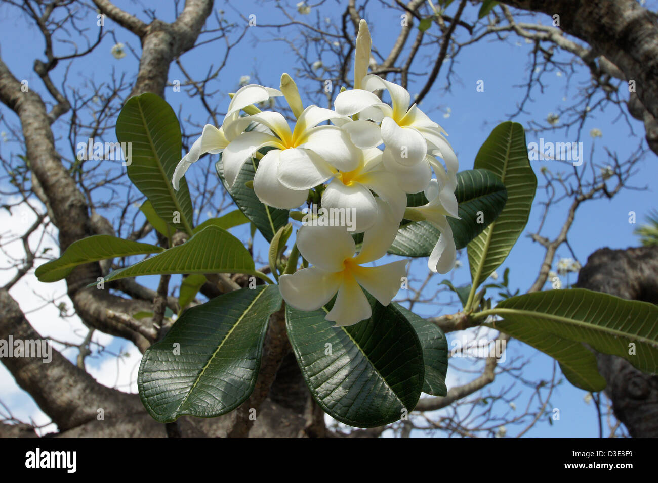 Thailand yellow flower tree hi-res stock photography and images - Alamy