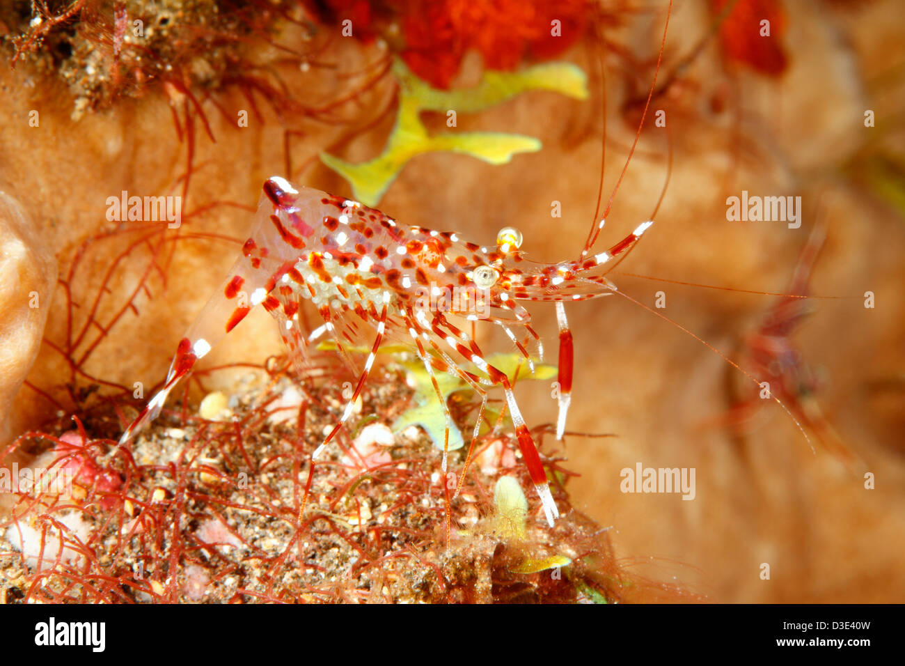 Cleaner shrimp Urocaridella antonbruunii. This female shrimp is carrying eggs. Stock Photo