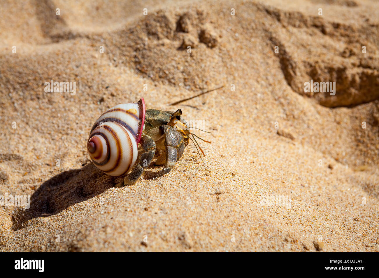 Hermit Crab on Sand in Mirissa, Sri Lanka Stock Photo Alamy