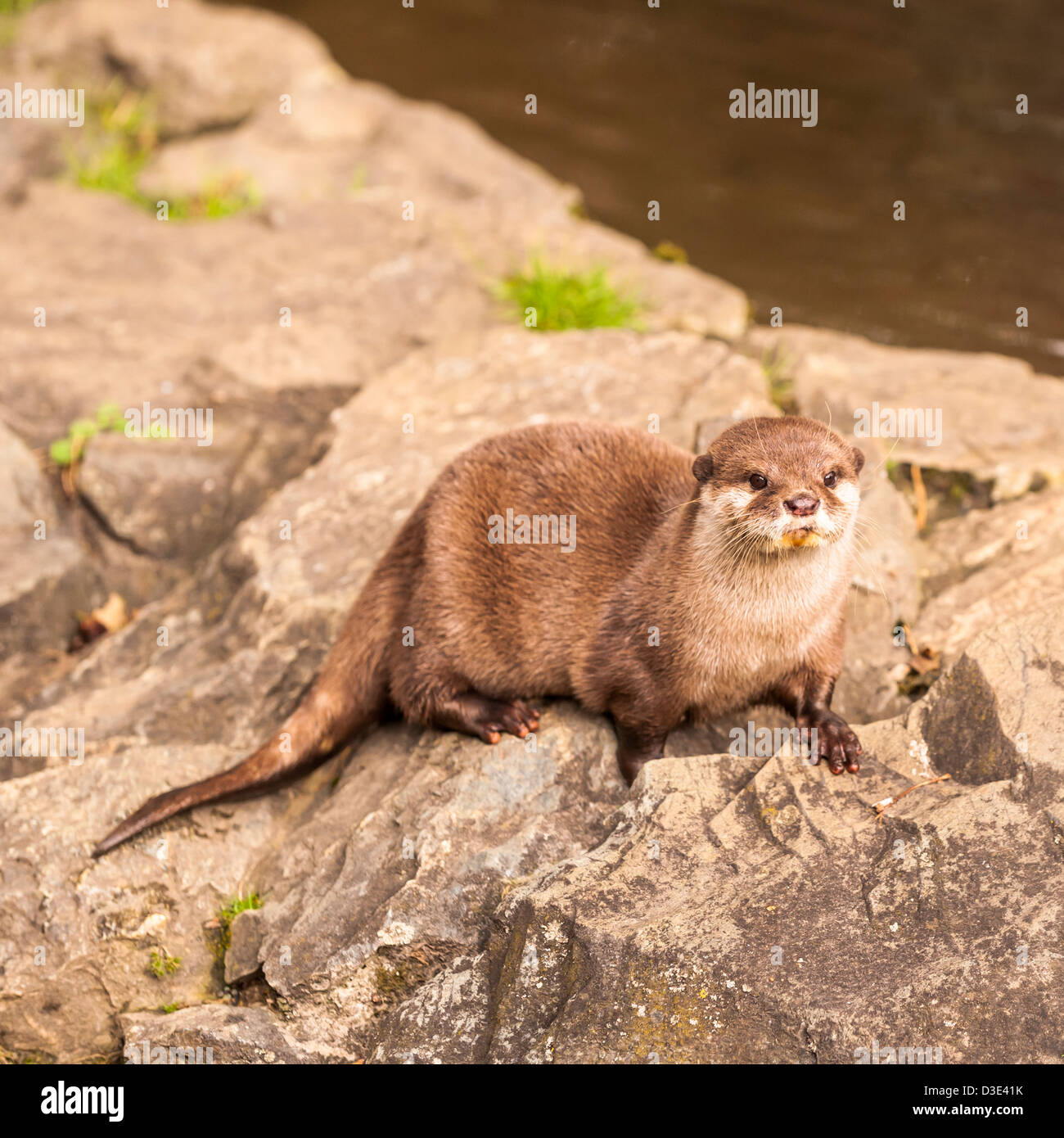 A captive Oriental Short-Clawed Otter ( Aonyx cinerea ) which live wild in Southeast Asia Stock Photo