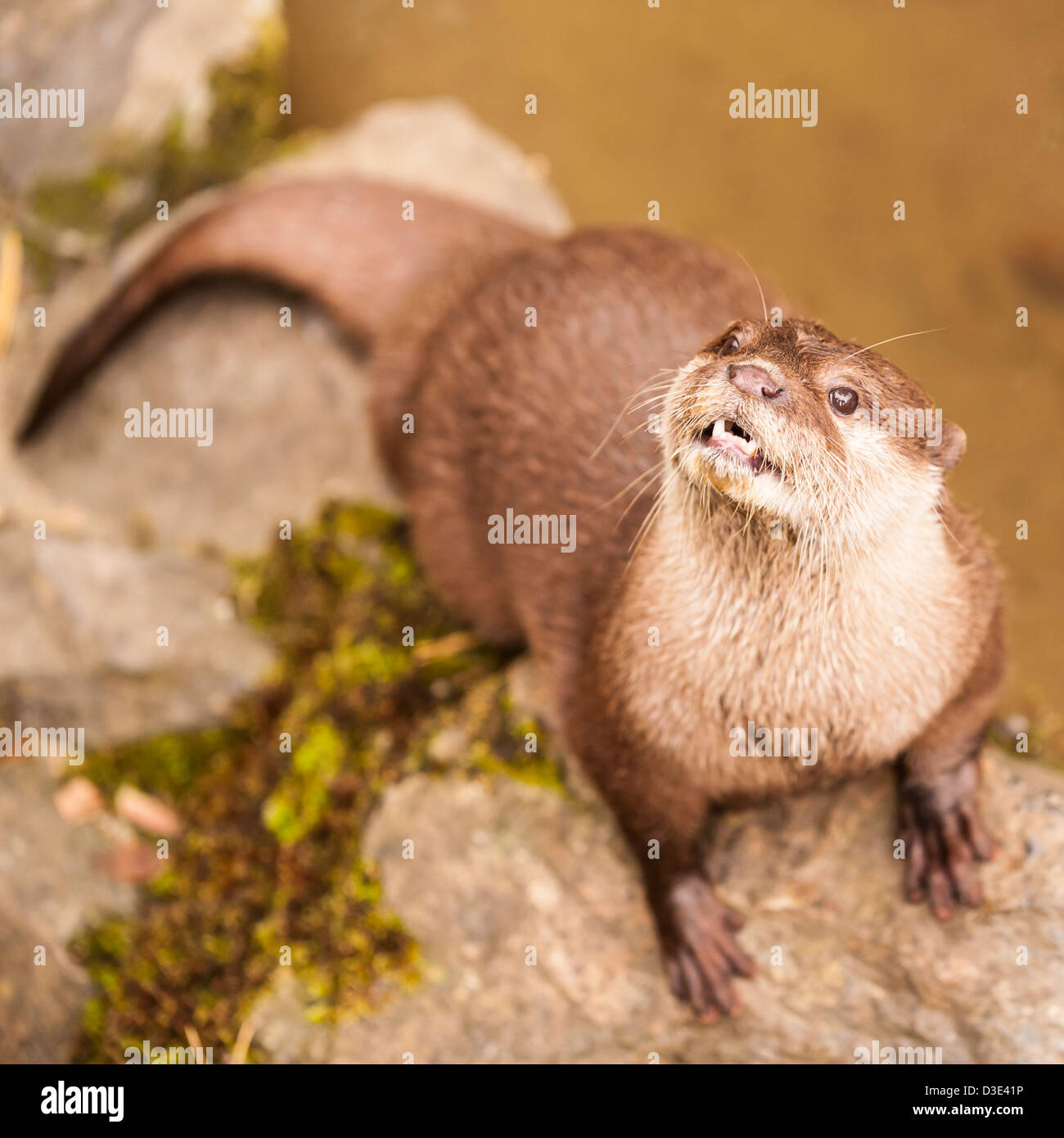 A captive Oriental Short-Clawed Otter ( Aonyx cinerea ) which live wild in Southeast Asia Stock Photo