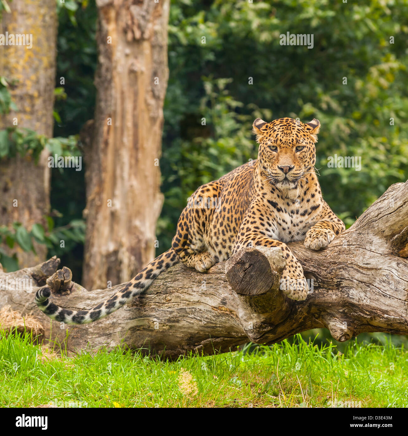 A captive Sri-Lankan Leopard ( Panthera pardus kotiya ) that lives in the wild only in Sri Lanka Stock Photo