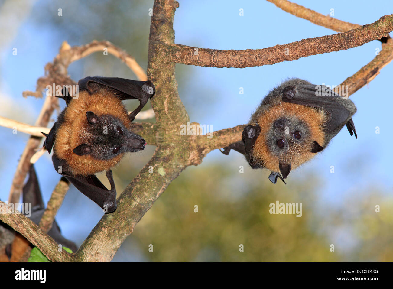 Two Grey Headed Flying Foxes, Pteropus poliocephalus, hanging from a branch. Bellingen Island, NSW, Australia. Stock Photo