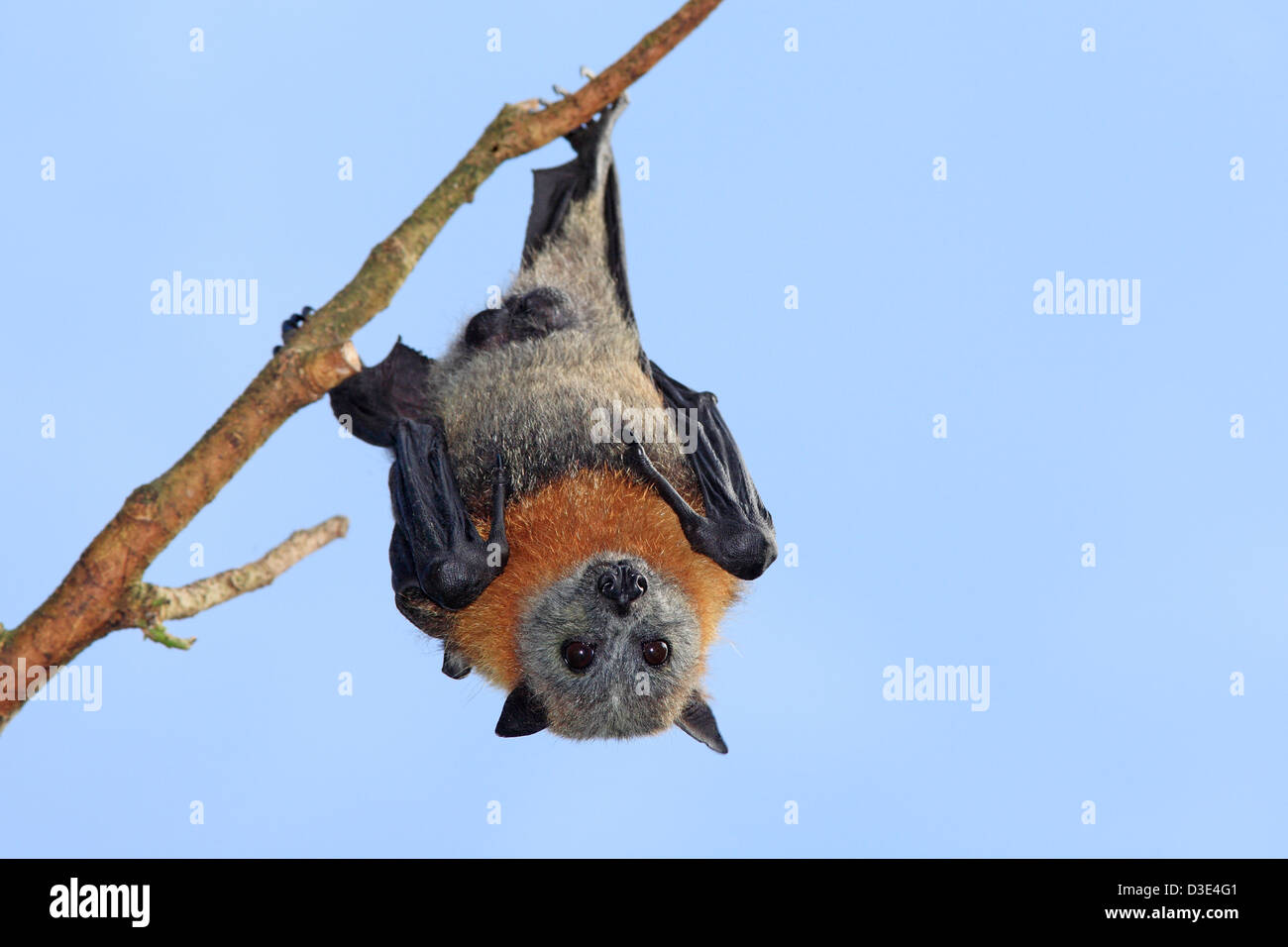 Male Grey Headed Flying Fox, Pteropus poliocephalus, hanging from a branch. Bellingen Island, NSW, Australia. Stock Photo
