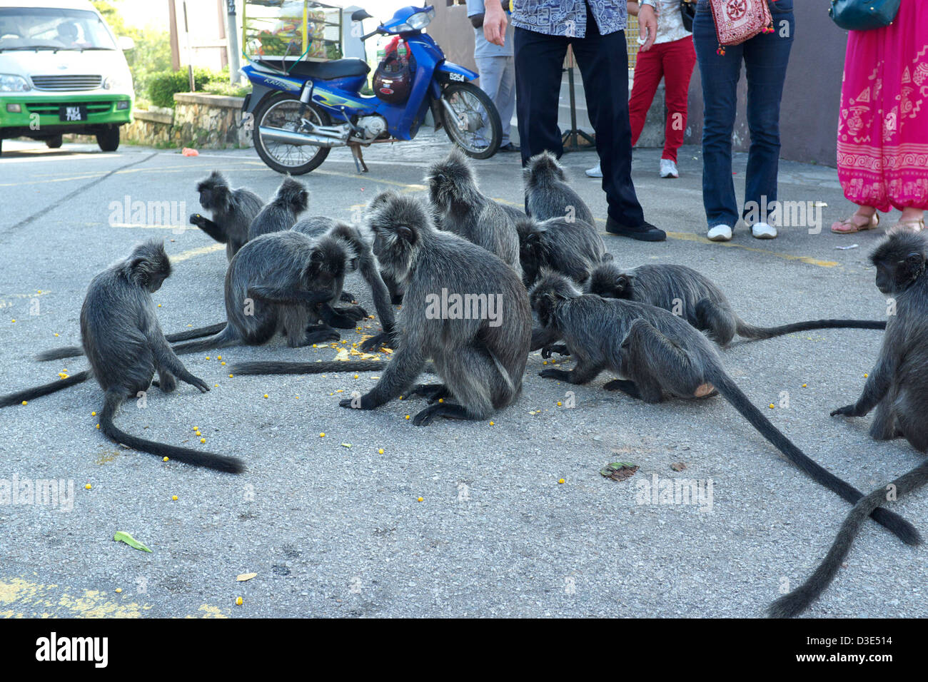 Monkeys eating food provided by visitors, Bukit Melawati in Kuala Selangor, Malaysia Stock Photo