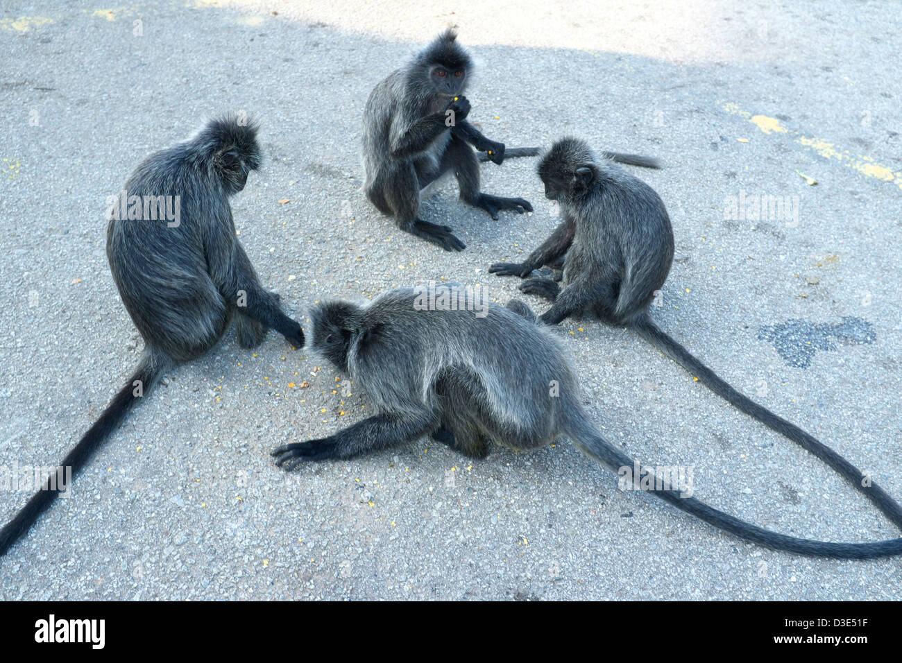 Monkeys eating food provided by visitors, Bukit Melawati in Kuala Selangor, Malaysia Stock Photo