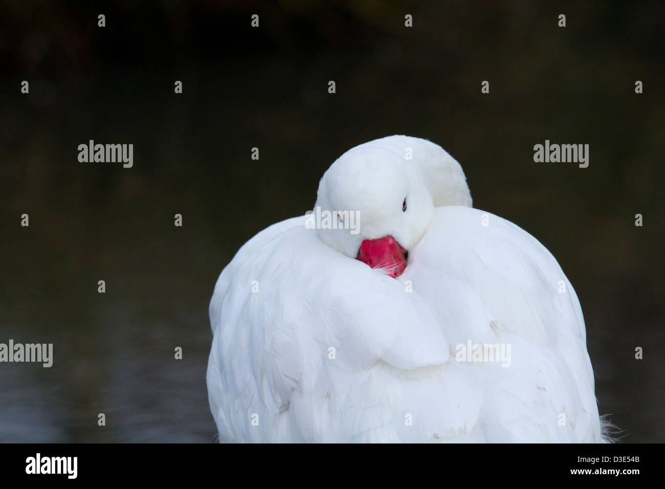 swan nestling its head n its own feathers Stock Photo