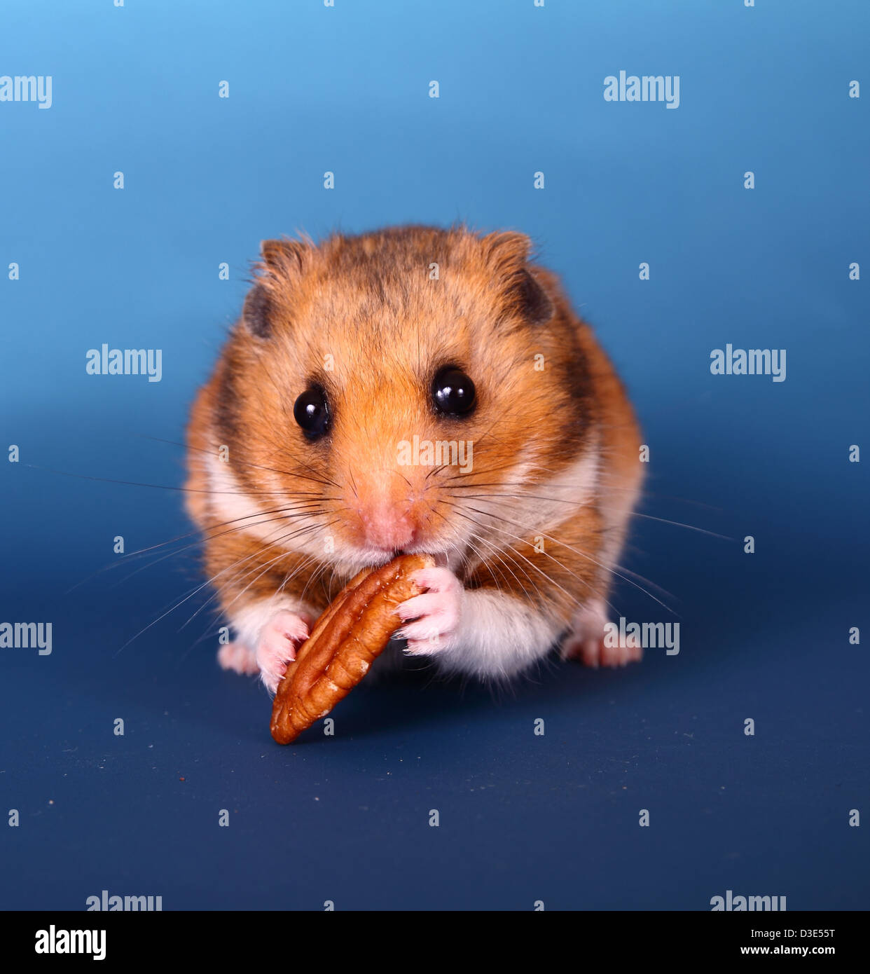 Syrian hamster eating pecan Stock Photo Alamy